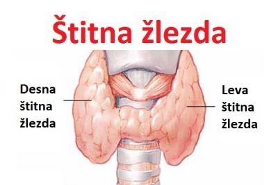 Endokrinološki pregled - pregled štitne žlezde + ultrazvuk + analiza hormona TSH, FT3, FT4 